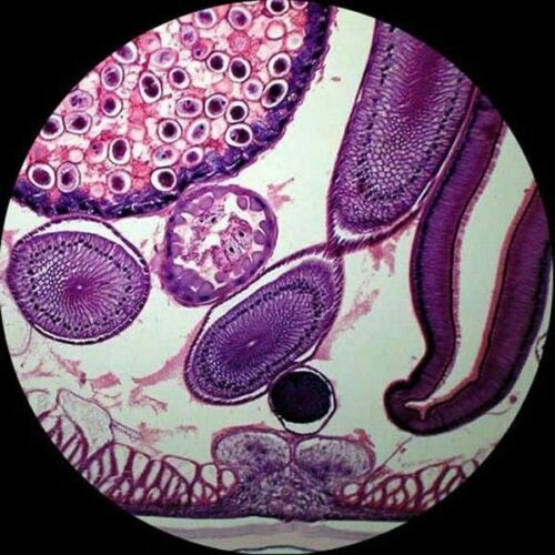 AmScope T340 Series LED Trinocular Darkfield Compound Microscope 40X-2000X Magnification