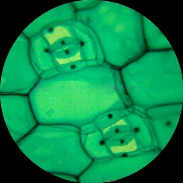 AmScope T120 Series Trinocular Compound Microscope 40X-2500X Magnification with LED, Siedentopf Head and 1MP Digital Eyepiece