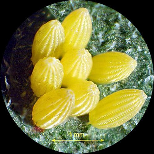 IQCrew By AmScope Kid's SE100 Series Portable Battery-Powered Stereo Microscope 20X-50X Magnification with LED Light