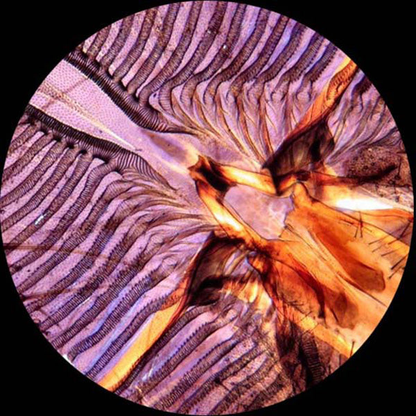 AmScope M162 Series Dual Light Glass Lens Metal Frame Student Monocular Compound Microscope 40X-1000X Magnification