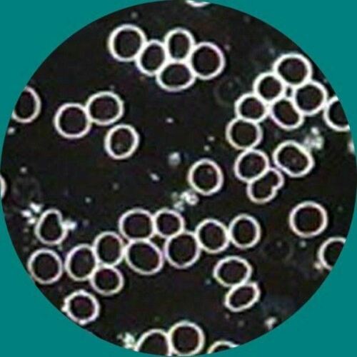 AmScope T340 Series LED Trinocular Darkfield Compound Microscope 40X-2000X Magnification