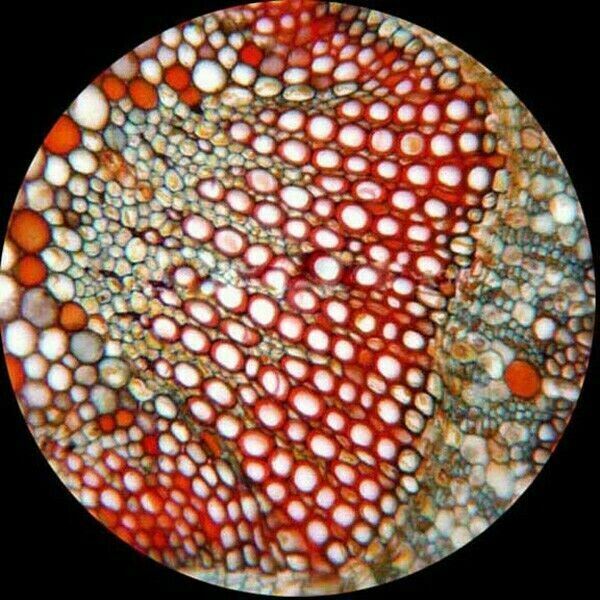 AmScope T120 Series Trinocular Compound Microscope 40X-2500X Magnification with LED, Siedentopf Head and 1MP Digital Eyepiece
