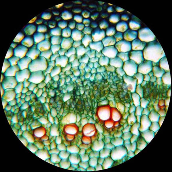 AmScope M162 Series Dual Light Glass Lens Metal Frame Student Monocular Compound Microscope 40X-1000X Magnification