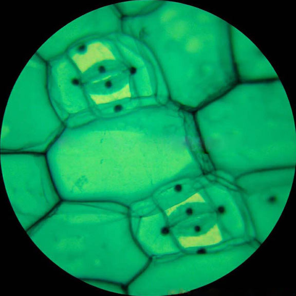 AmScope M150 Series Portable Student Monocular Compound Microscope 40X-1000X Magnification with LED and 5MP USB Eyepiece Camera