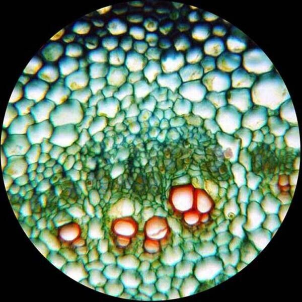 Amscope M620 Series Monocular LED Compound Microscope 40X-2500X Magnification with 1.0MP Digital Camera